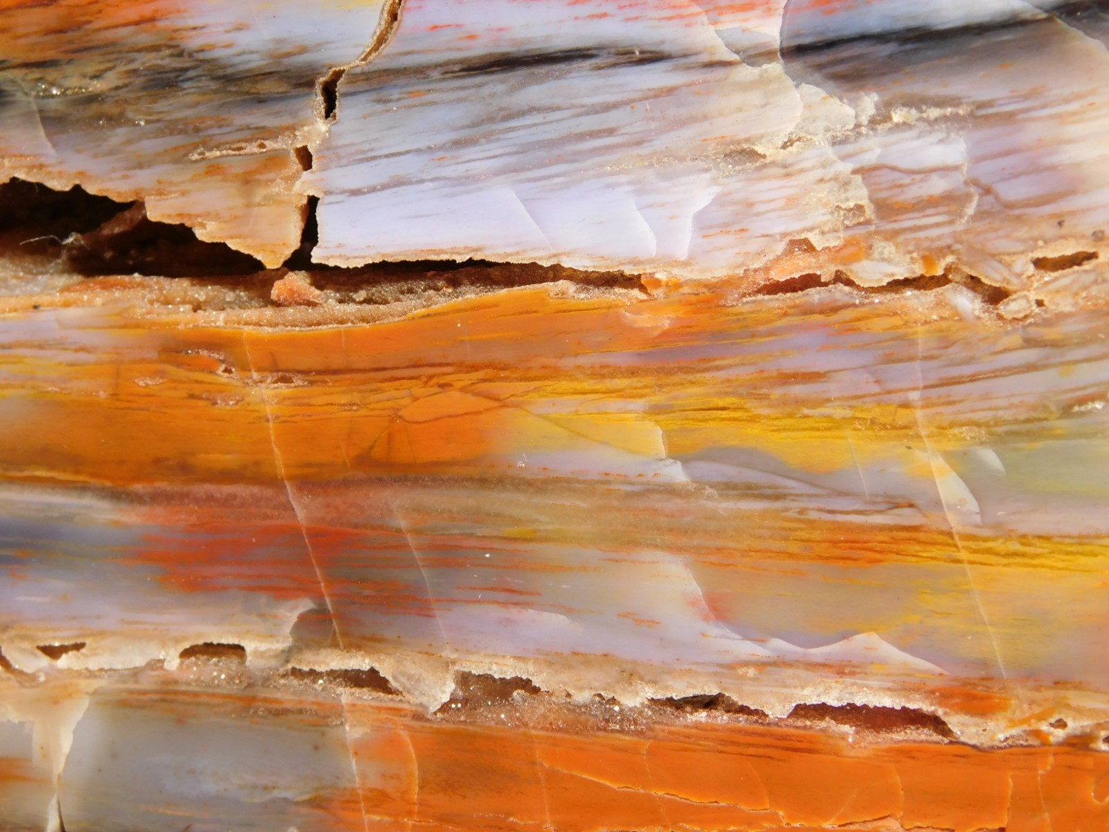 Big Free Standing Polished Deep RED Petrified RAINBOW WOOD Fossil Arizona 1791gr