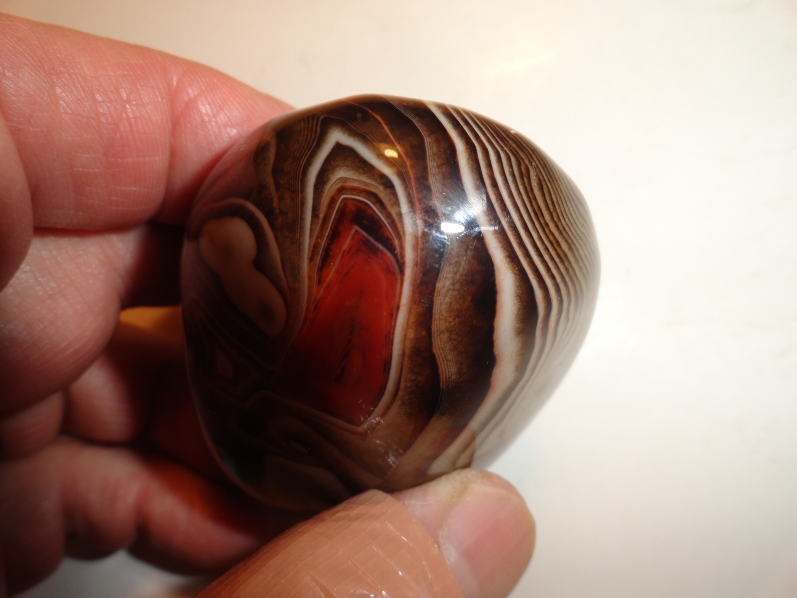 Polished Palm Stone lot