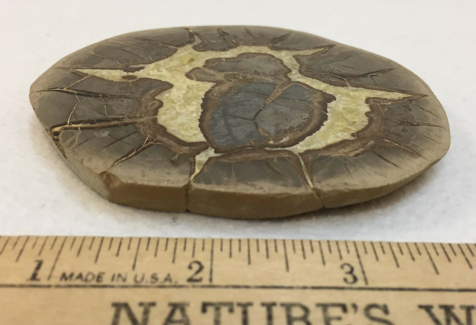 Septarian Nodule Slice Slab Stone Rock Mineral Utah Specimen Yellow Crystals 4″