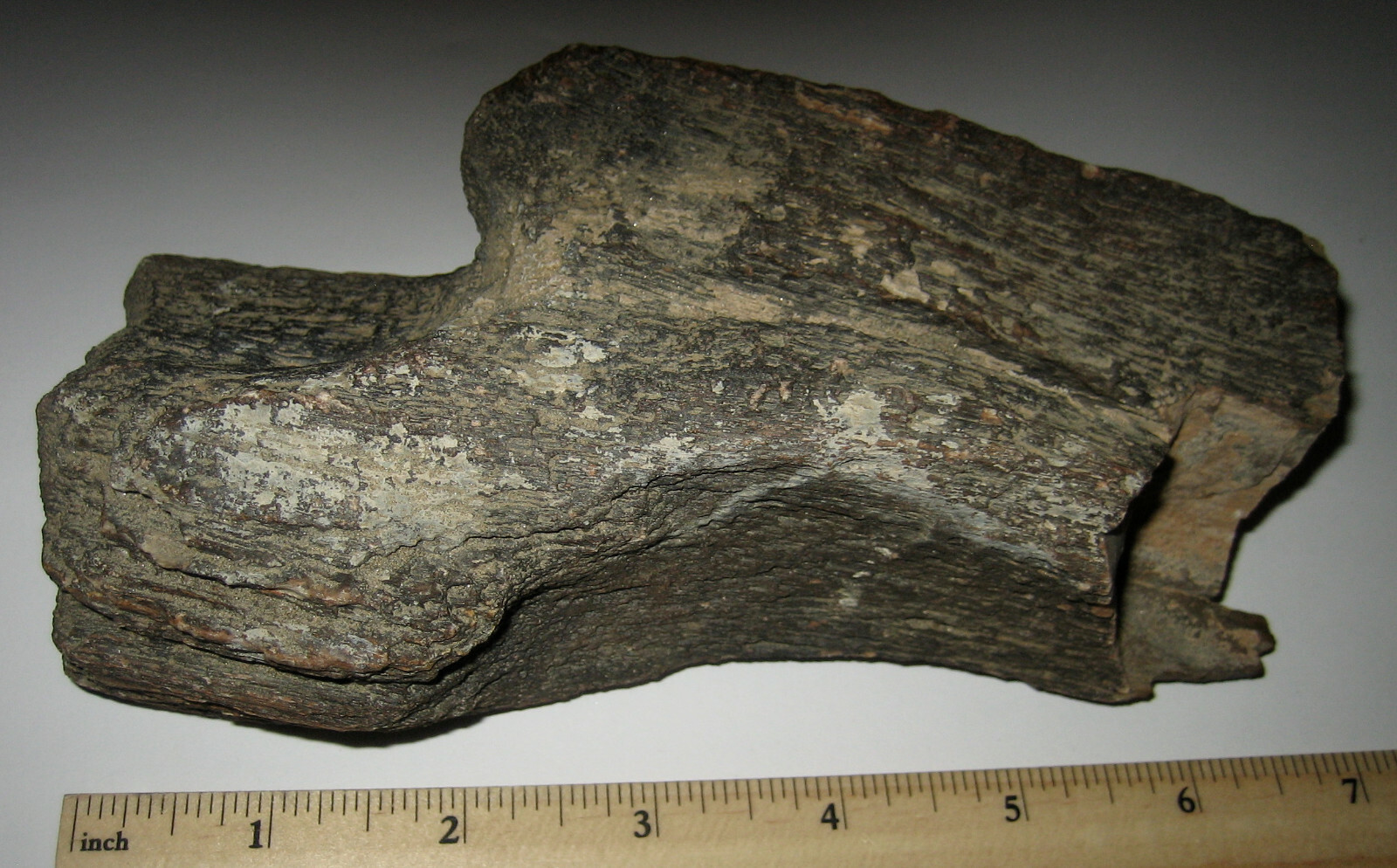 6.5″ NATURAL ROUGH COLORADO RIVER PETRIFIED IRON WOOD FOSSIL STONE 852grams *19