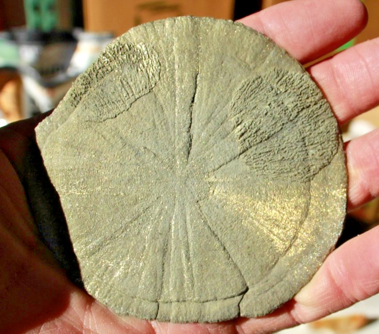 Large Pyrite Sun Dollar • 3.75″ Diameter • 152 grams