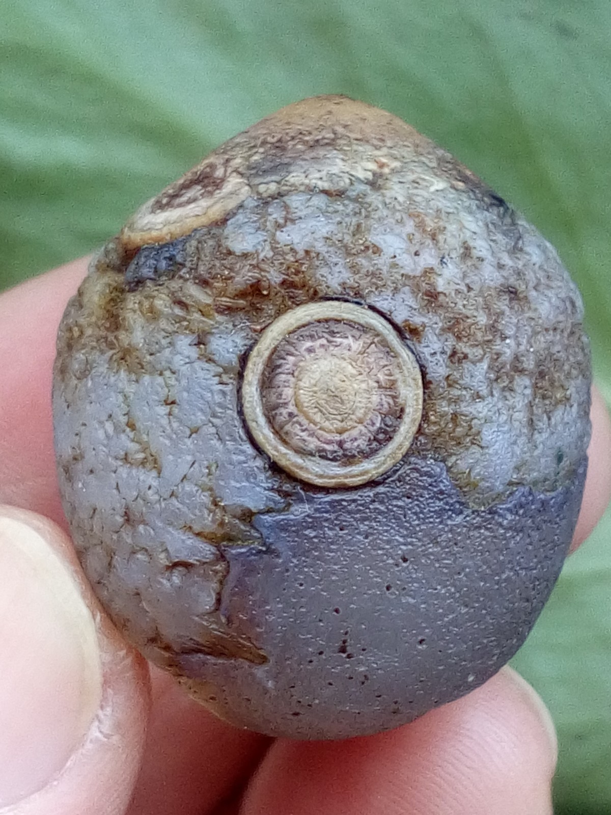 36mm Natural Gobi Agate eye agate stone collection