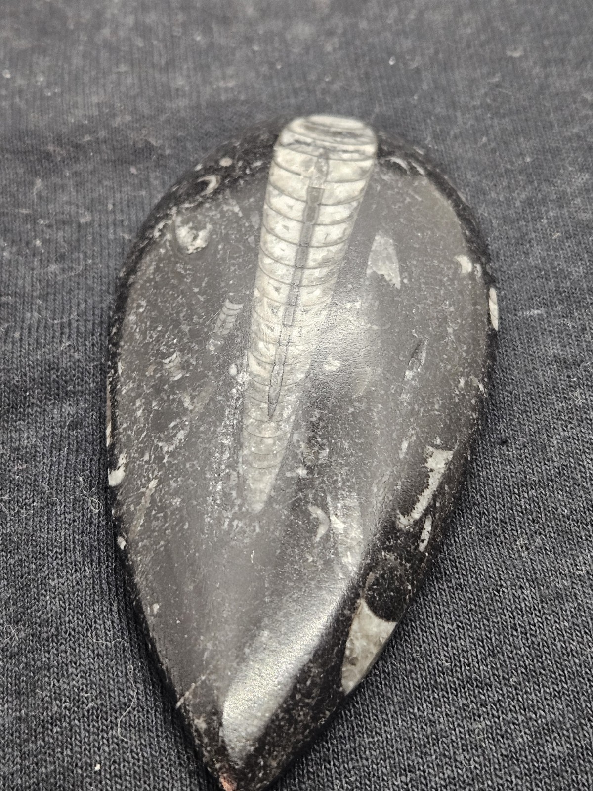 Polished Orthoceras Fossil Palm Stone – Morocco – Devonian Era Cephalopod