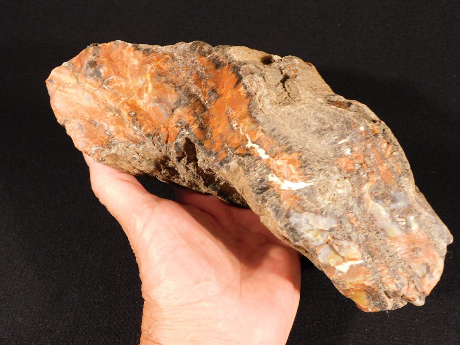 BIG! Highly Agatized Petrified WOOD Fossil From Triassic Arizona 3583gr
