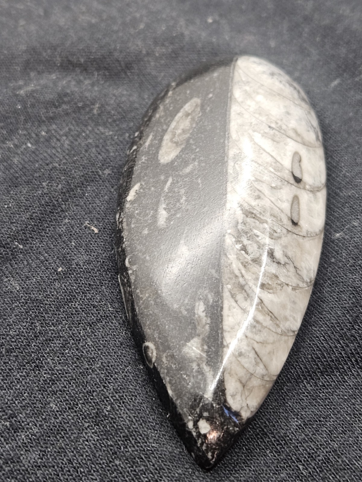 Polished Orthoceras Fossil Palm Stone – Morocco – Devonian Era Cephalopod