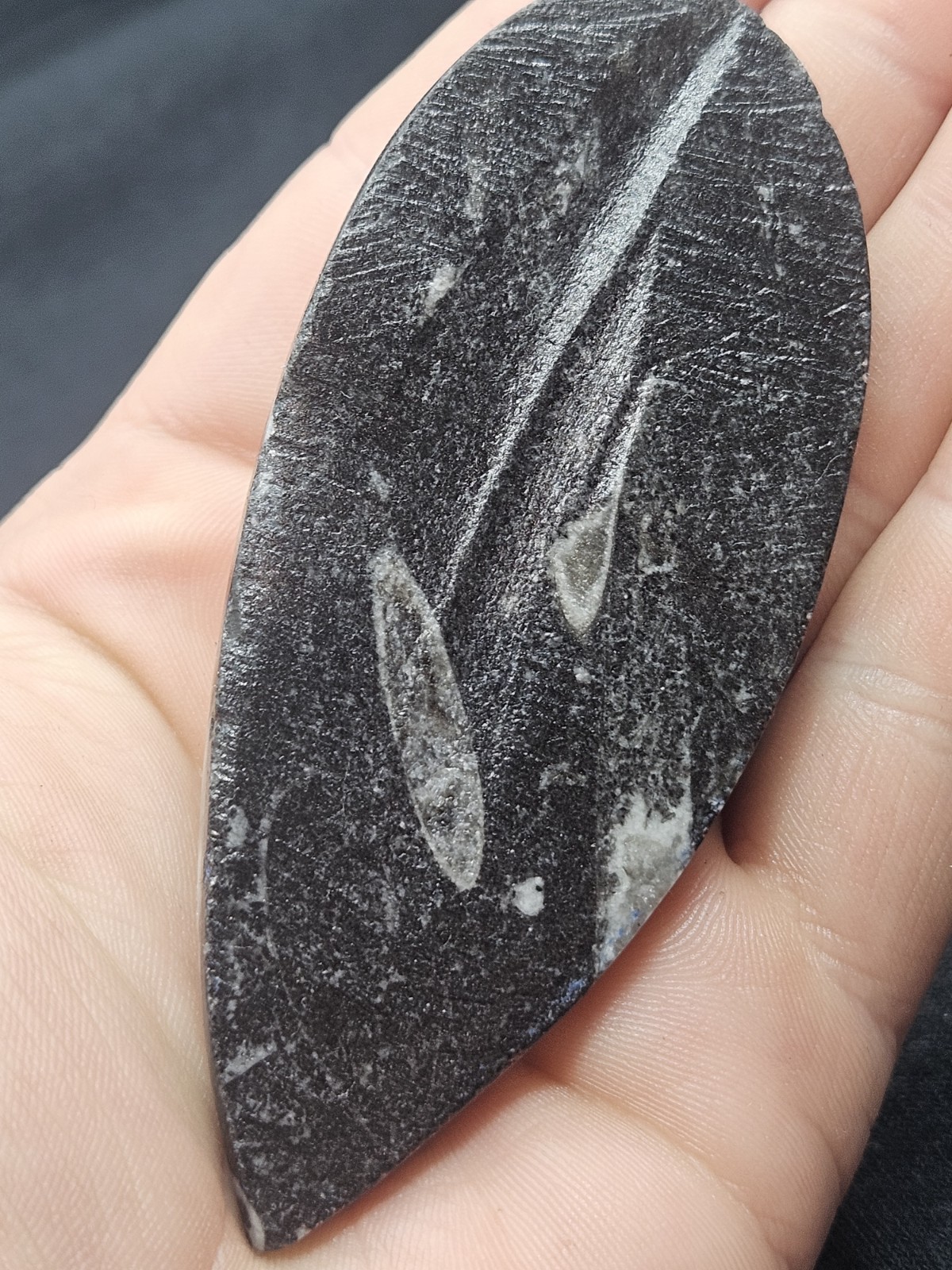 Polished Orthoceras Fossil Palm Stone – Morocco – Devonian Era Cephalopod