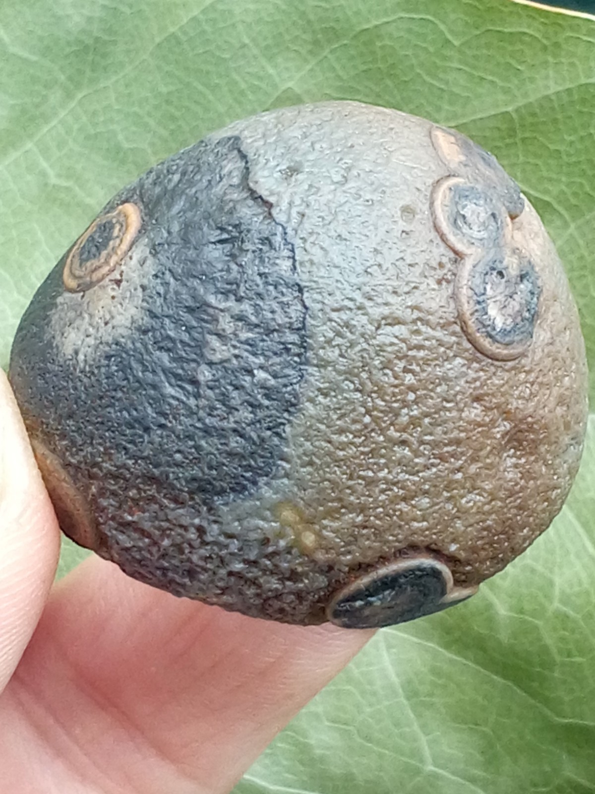 36mm Beautiful Natural GoBi agate eye agate stone collection
