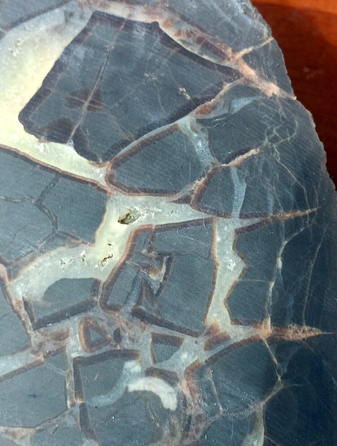 Septarian Nodule UV Reactive End Cut Display Crystal Specimen Glows Purple