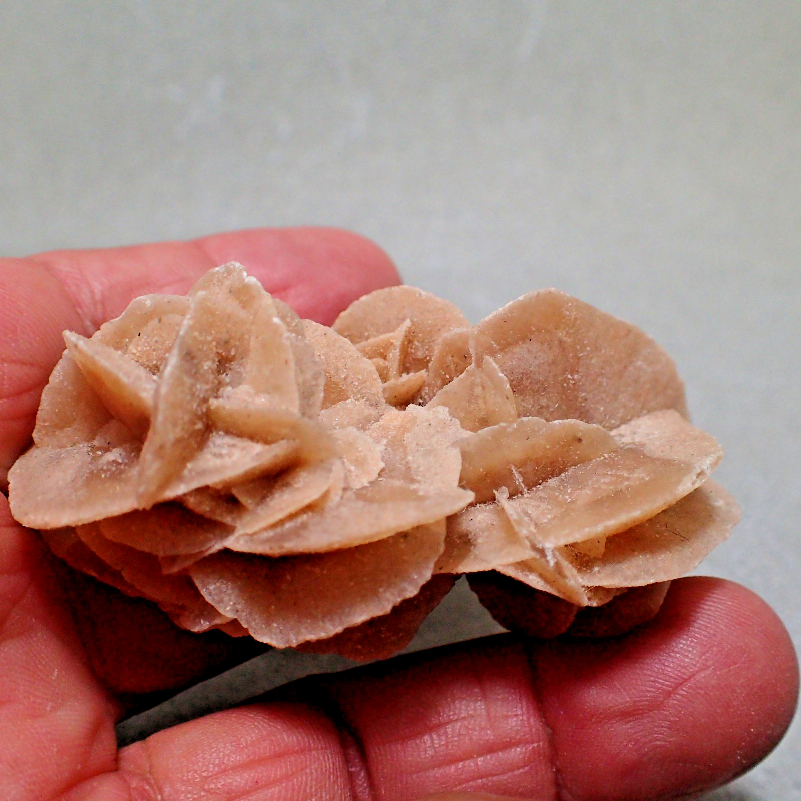 Gypsum var. Selenite, Chottel Djerid, Kebeli Gouernorate, Tunisia