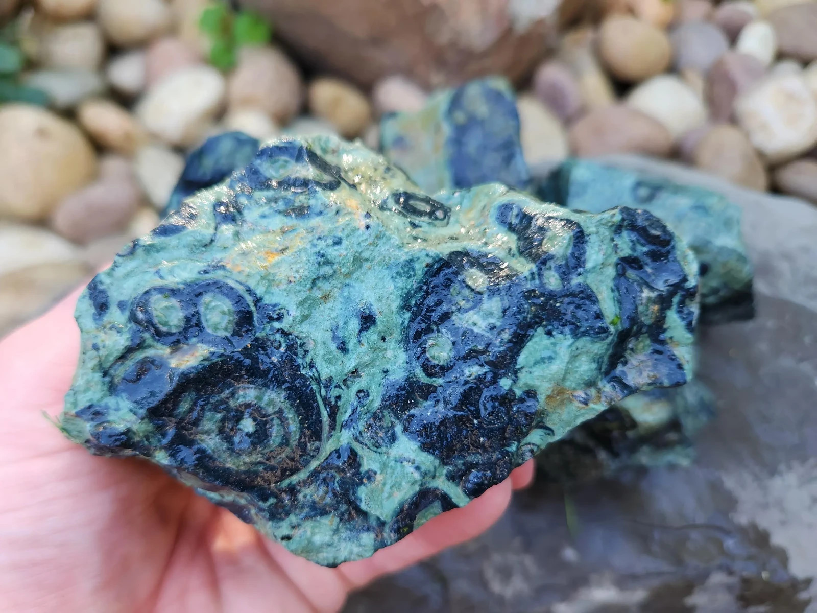 4.5 lbs Kambaba “Crocodile” Jasper – 5 Pieces – Ideal for Lapidary or Tumbling