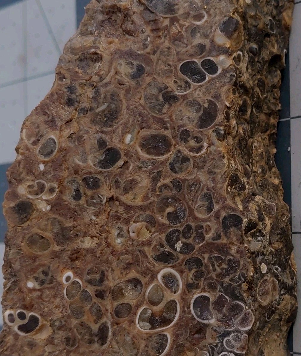 1 lb Turritella Agate Cross Section Snail Fossils Slabbed 4 Sides 5 3/4″ Wyoming