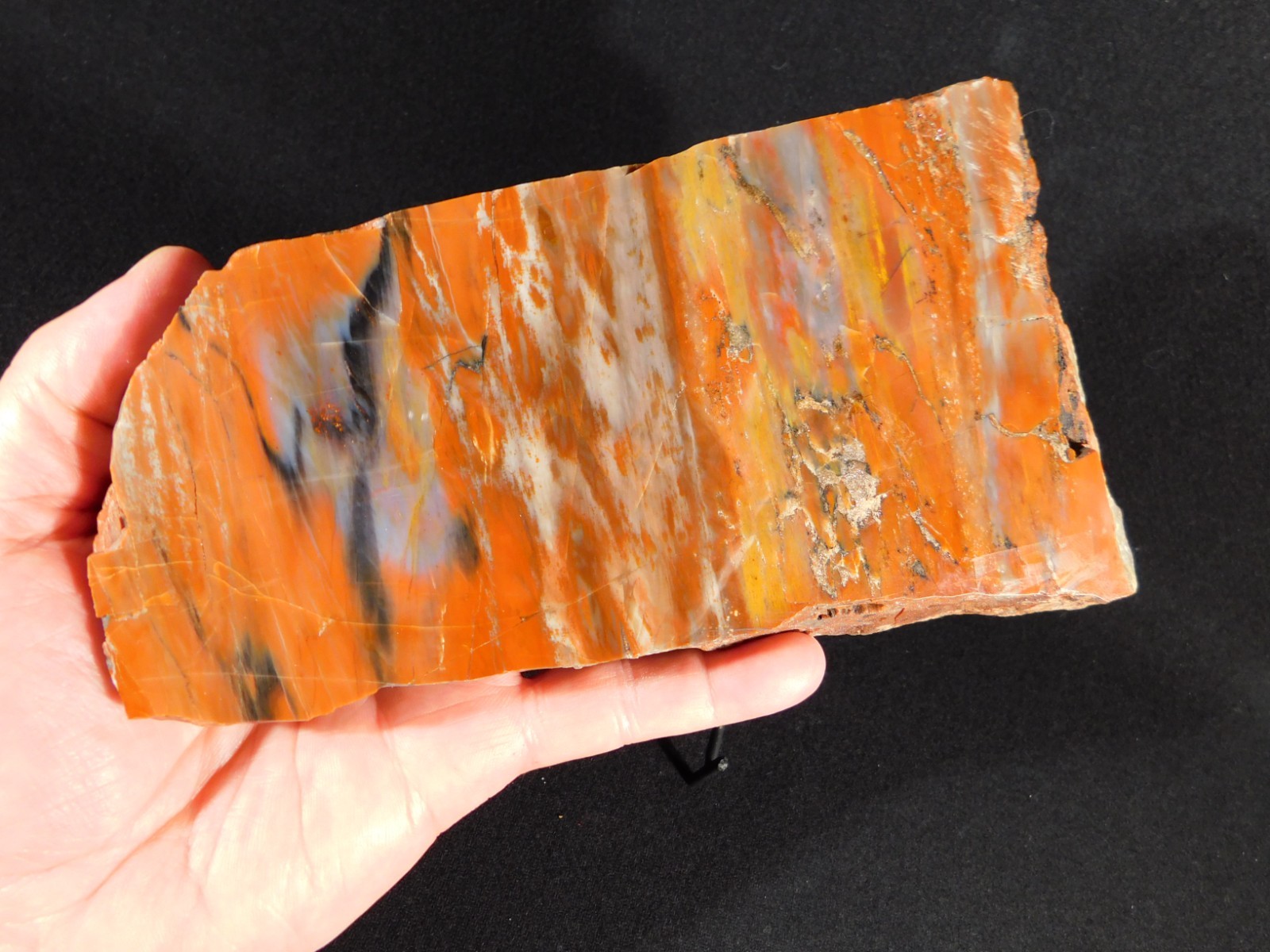 Colorful Polished Petrified WOOD RAINBOW Fossil Slab Arizona 752gr