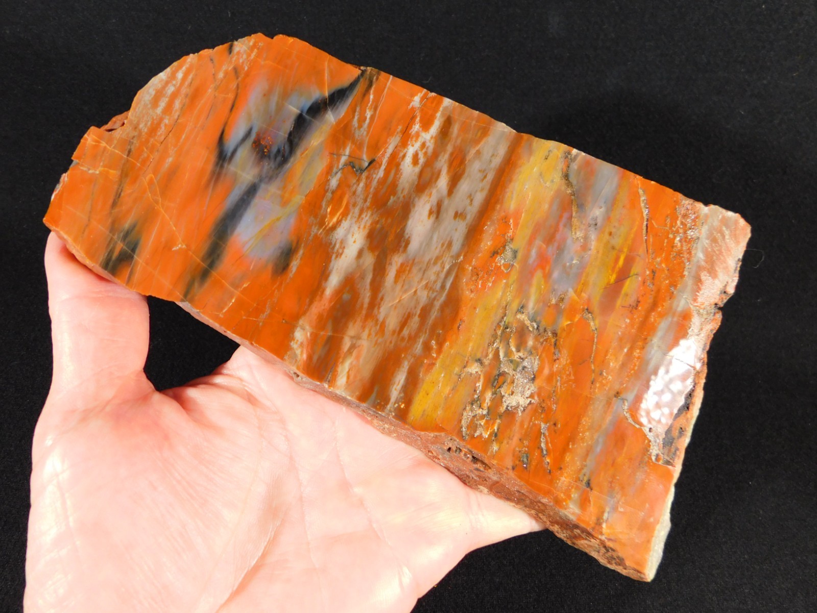 Colorful Polished Petrified WOOD RAINBOW Fossil Slab Arizona 752gr