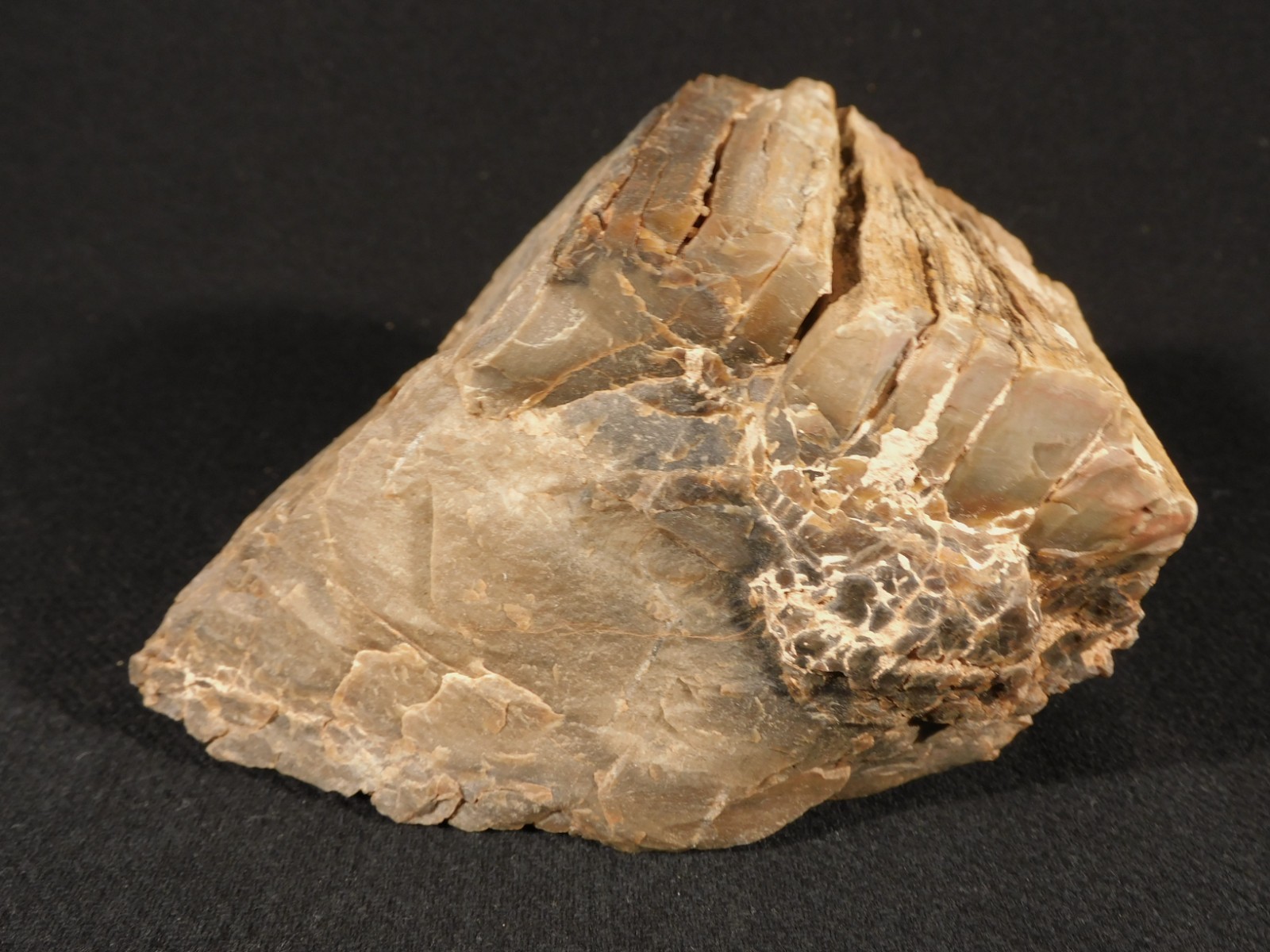 Nice BARK! Big Petrified WOOD Fossil From JURASSIC Utah 2200gr