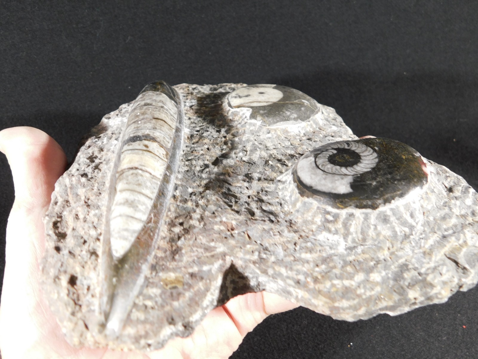 TWO! FREE Standing Polished Goniatite Fossils and an Orthoceras Morocco 1838gr