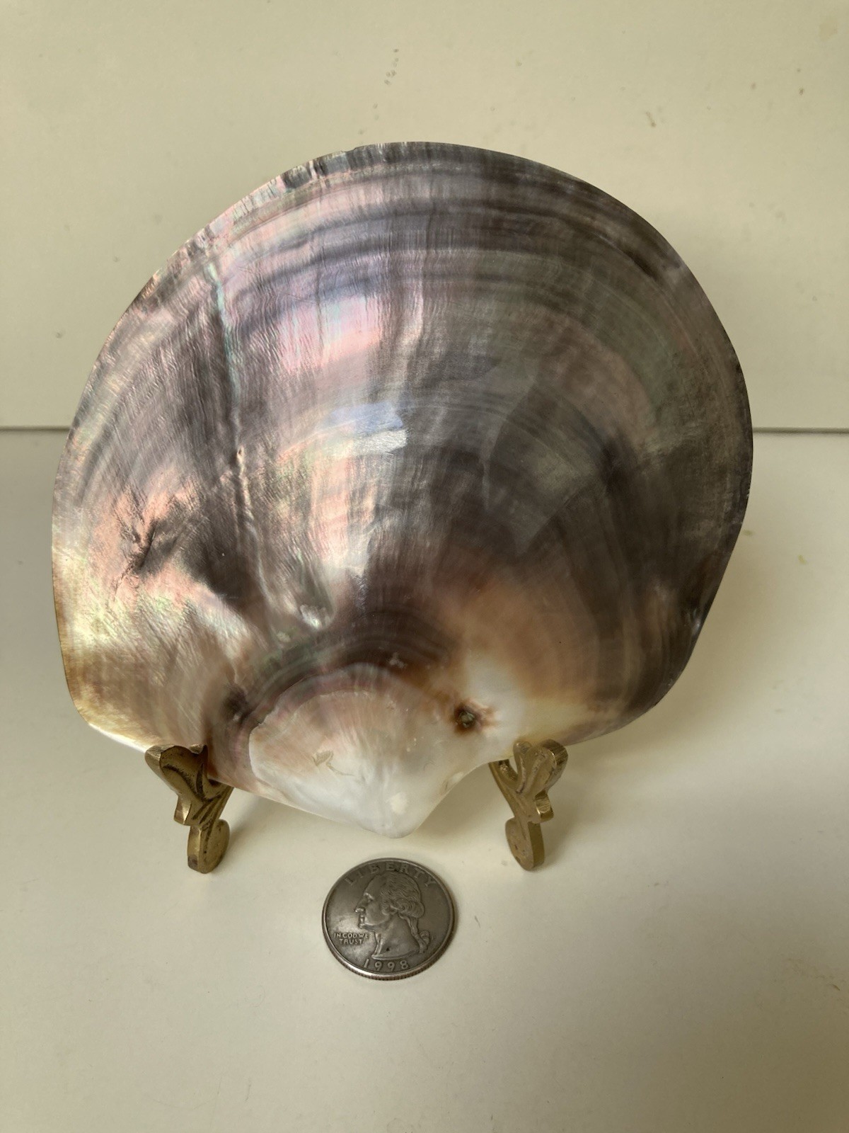 Rare Pinctafe Margaritifera , Pearl Shell, Black Lipped Pearl, 5.25” X 5”, 75 G