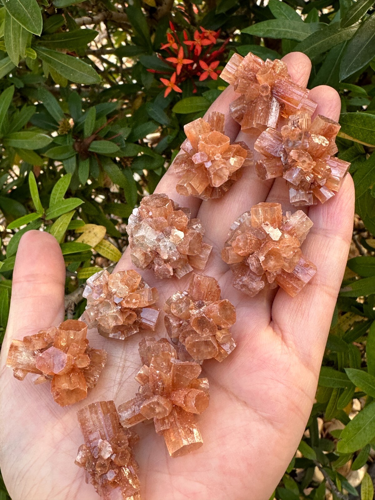 7-10 pcs Box Aragonite Clusters Collection,Grade A++ Mini Aragonite Star Crystal