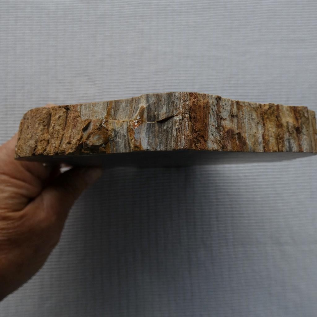 RimRock: 1.90 Lbs Polished NEW MEXICO PETRIFIED WOOD Rough Full Round