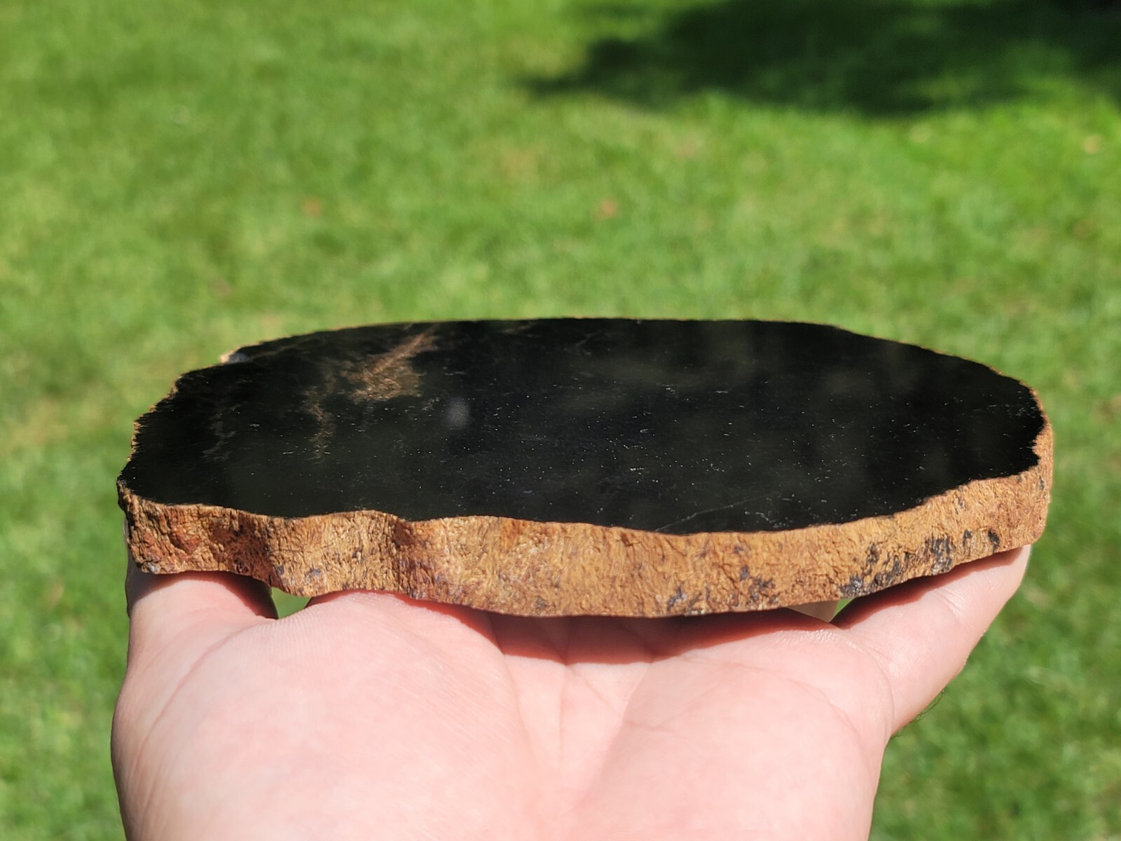 Tempskya Fossil Fern Polished Slab Utah