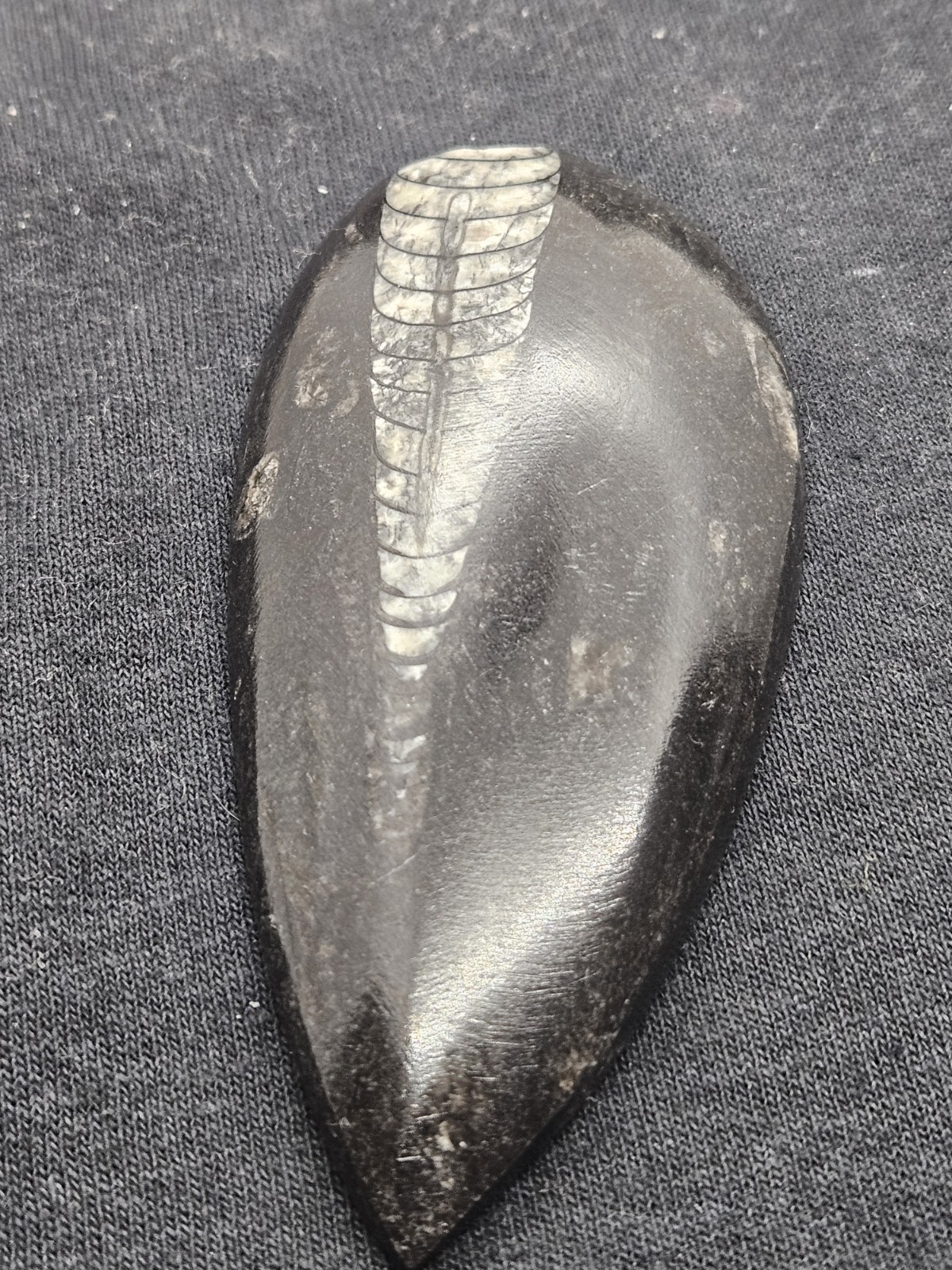 Polished Orthoceras Fossil Palm Stone – Morocco – Devonian Era Cephalopod