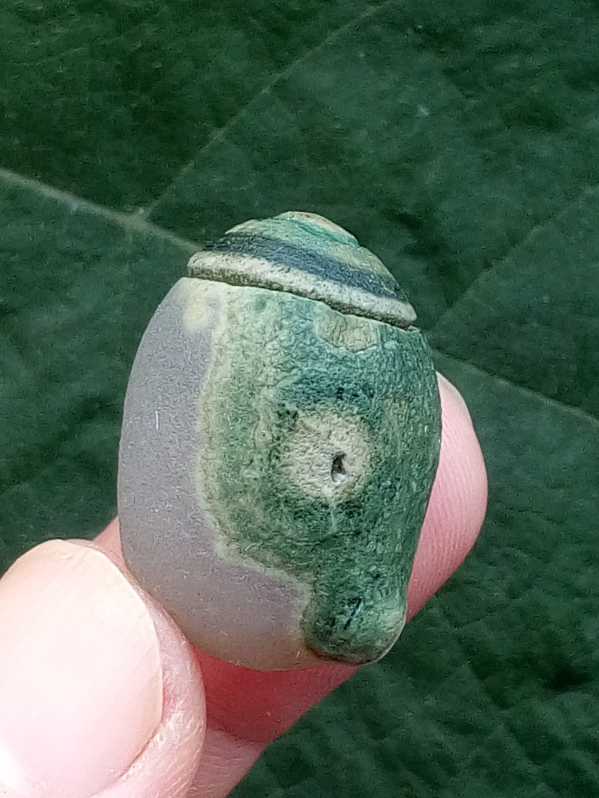 36mm Natural Gobi agate eye agate stone Suiseki-viewing collection china