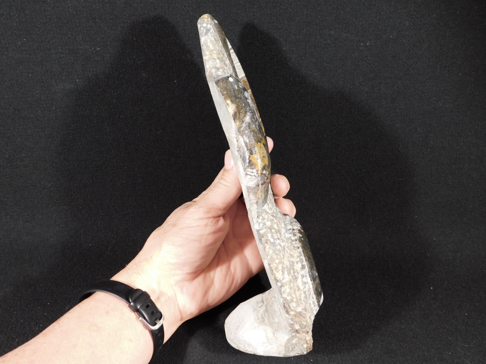 TWO! Polished Goniatite Fossils and an Orthoceras Fossil in Big Matrix 1661gr
