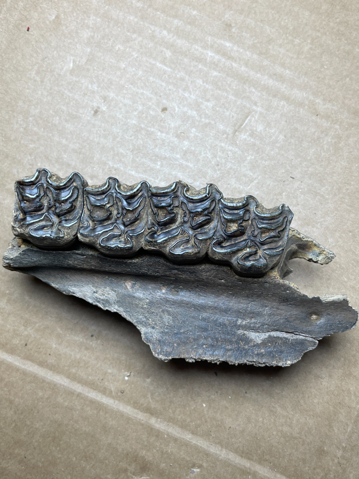300g Beautiful Ice Age tooth collection