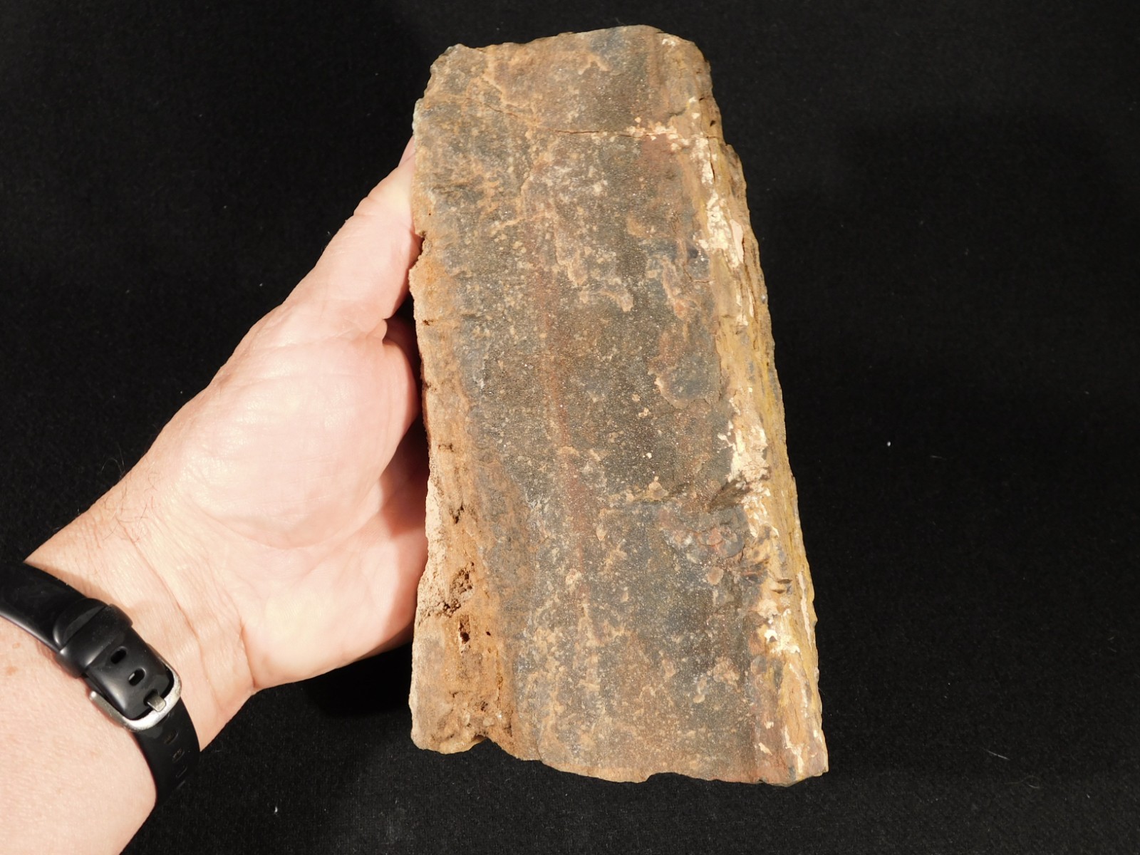 Larger! FERN PALM or CYCAD Fossil From Jurassic Utah! 100% Natural 2030gr