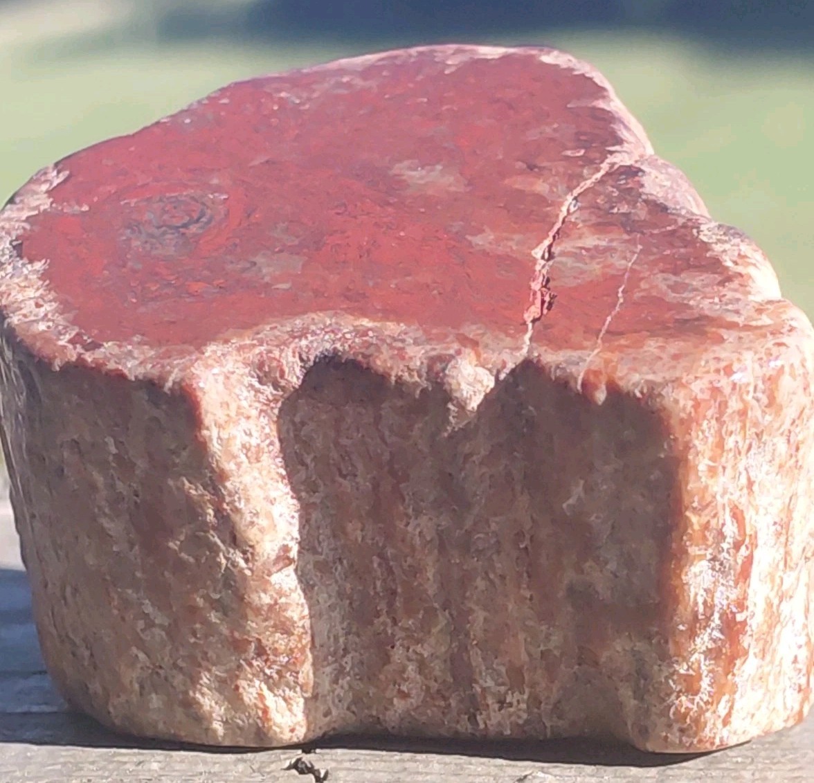 Polished Petrified Arizona Rainbow Wood Full Round Limb Tower Stands 2 Ways Red