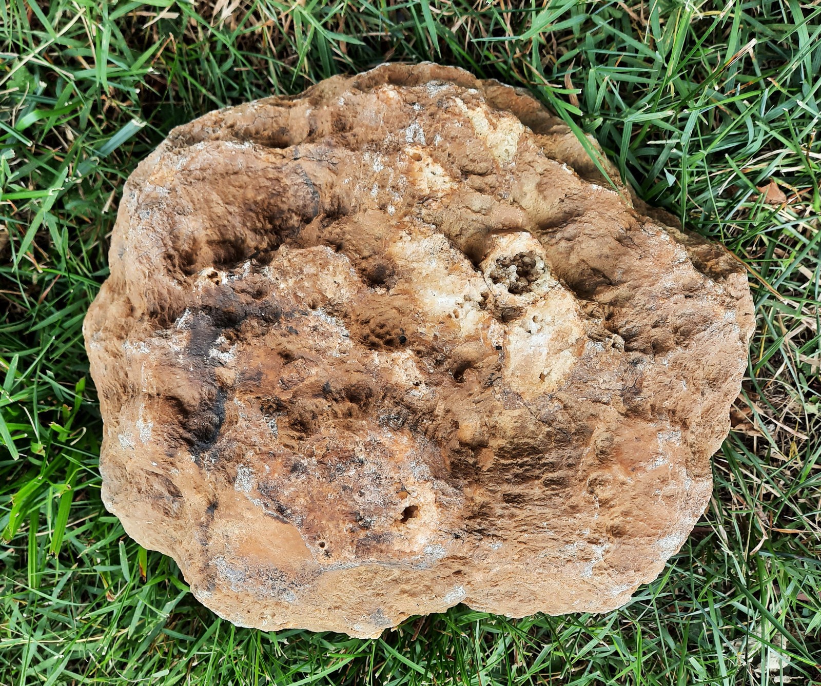 Rare 10.5″, Incredible 30″ Circumference. Calcite Geode from Southern Kentucky