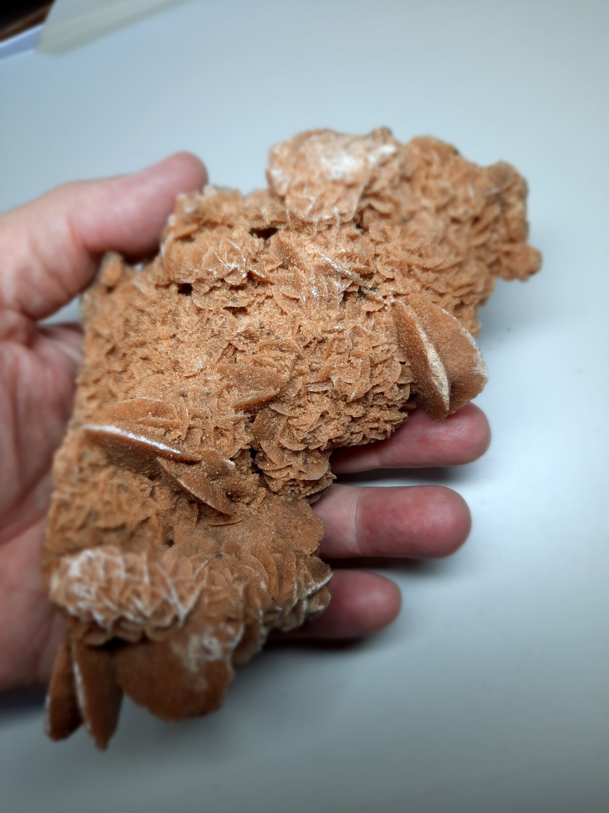 LARGE DESERT ROSE GYPSUM 6 1/4 x 3 1/2 x 2 1/4 Rock Mineral Crystal Stone