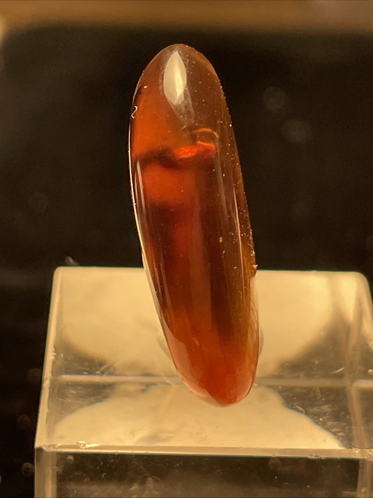 UNIQUE FOSSILIZED SPIDER IN AMBER FROM MYANMAR
