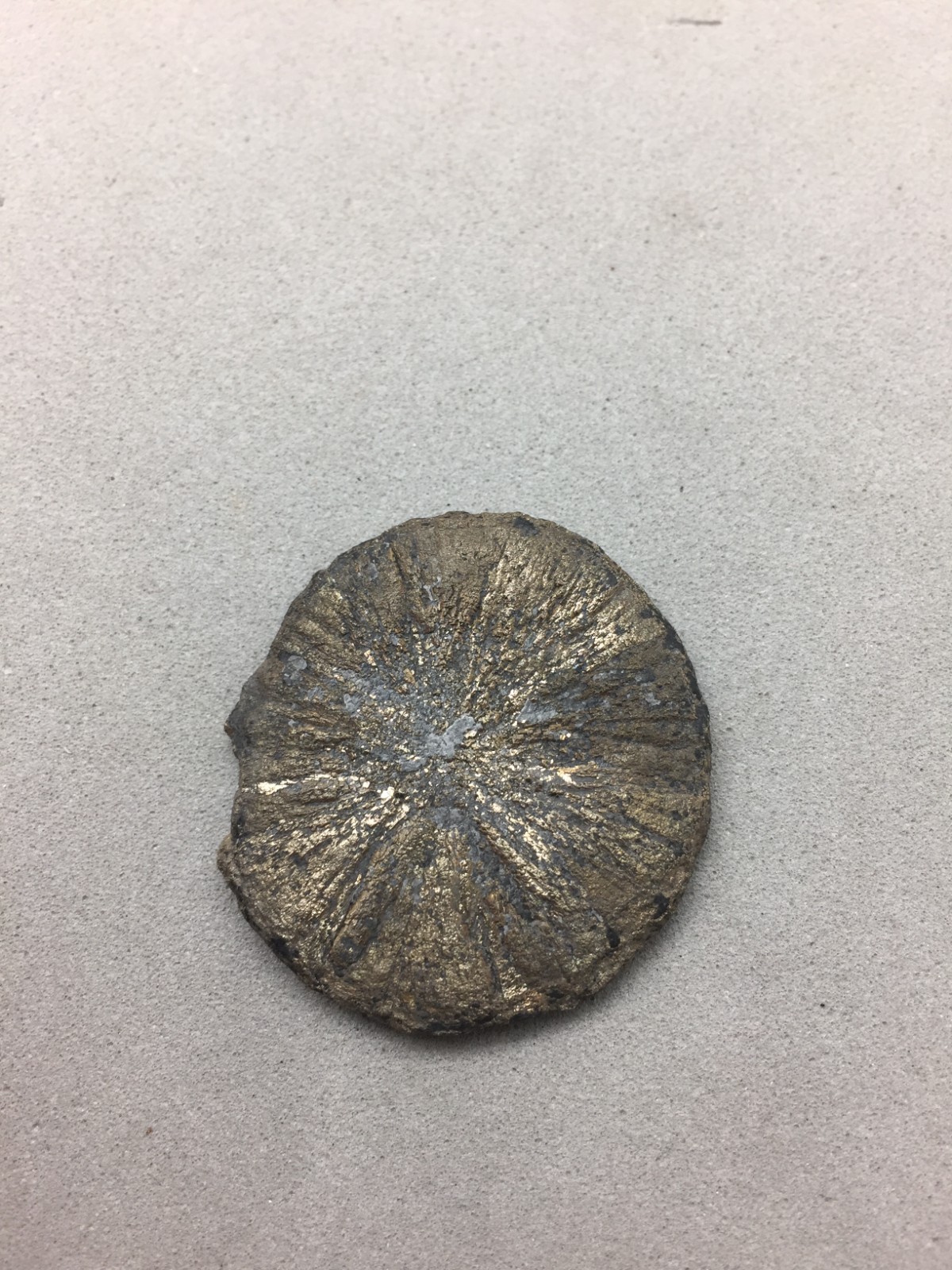 Pyrite Sun Miners Dollar 1 1/4″ Southern Illinois Coal Mine Mineral Specimen IL