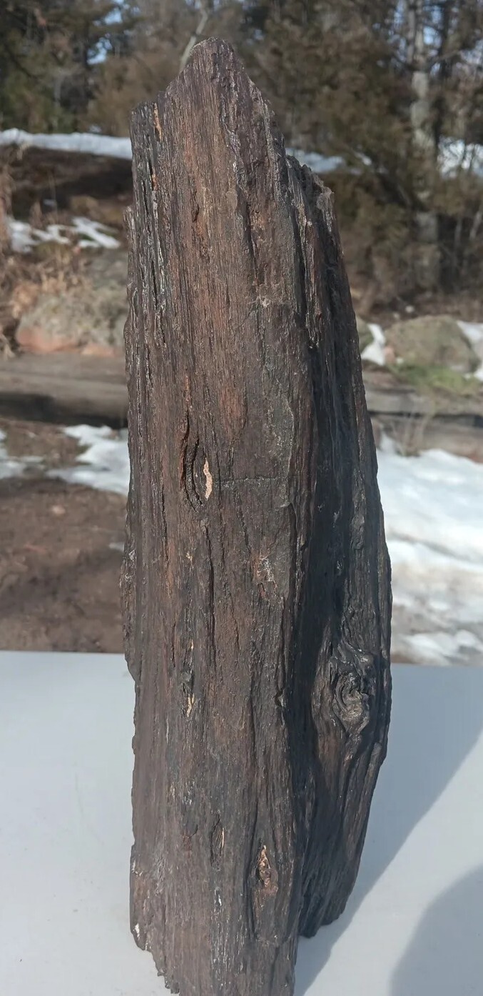 Petrified Iron Wood Fossil Tower Twistes Knots Holes Rings 10 3/4lb Display Rare
