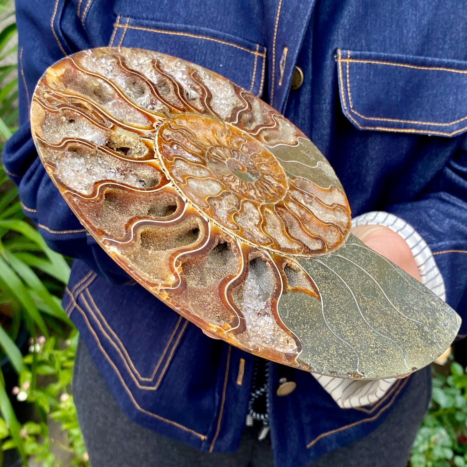 1.77LB Natural agate fossil snail shaped convex round gemstone