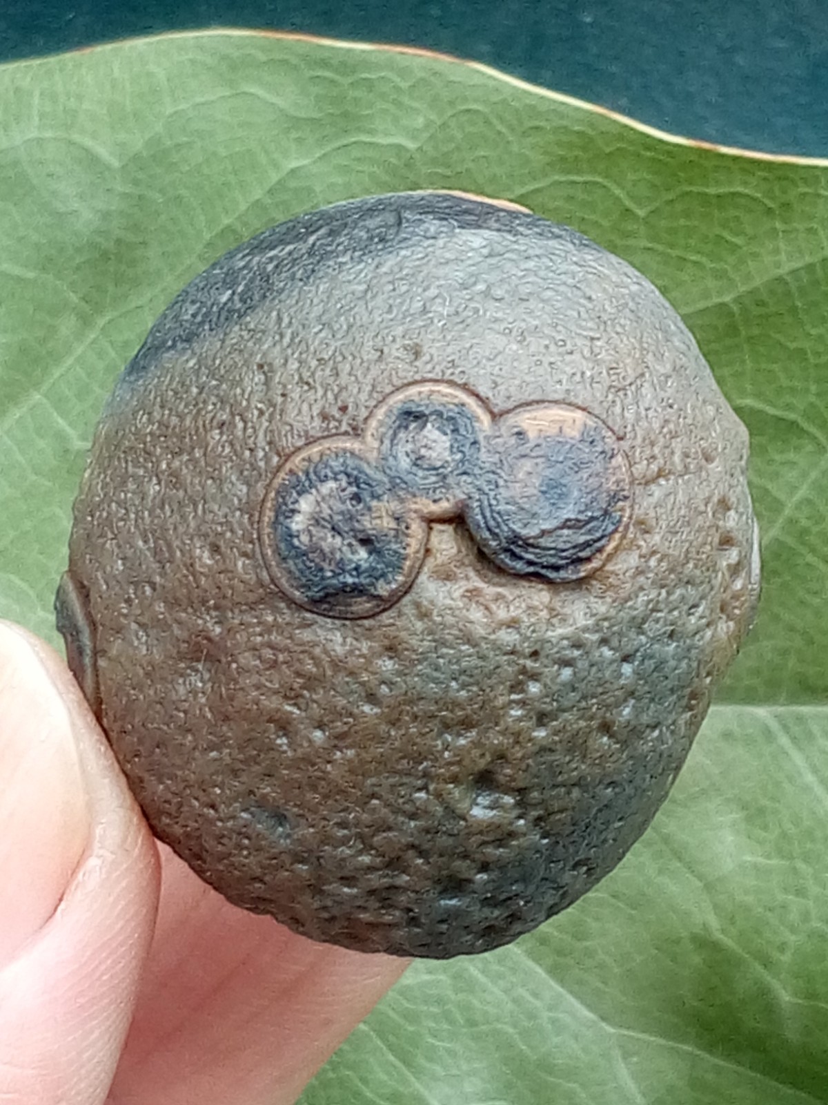 36mm Beautiful Natural GoBi agate eye agate stone collection