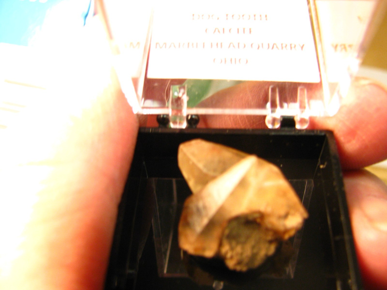 GOLDEN DOGTOOTH CALCITE CRYSTALS THUMBNAIL IN CASE MARBLEHEAD QUARRY OHIO #037