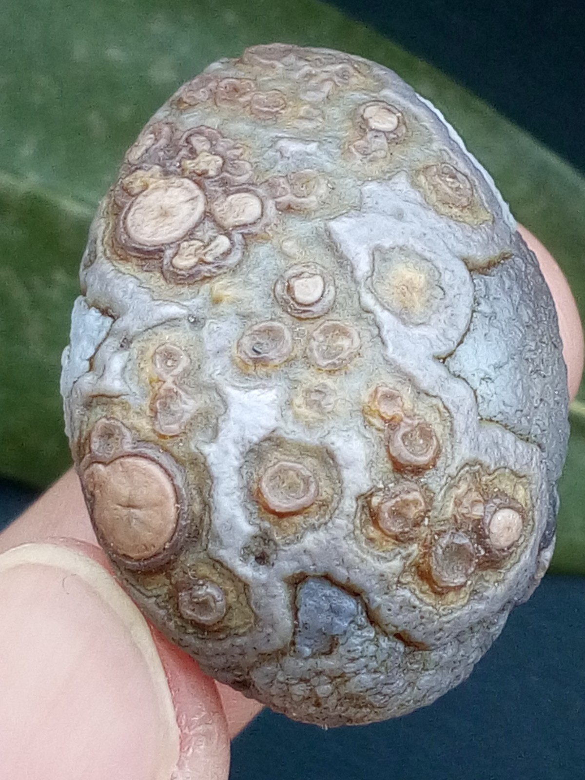 12g/36mm Natural GoBi Agate eye agate/stone cute collection