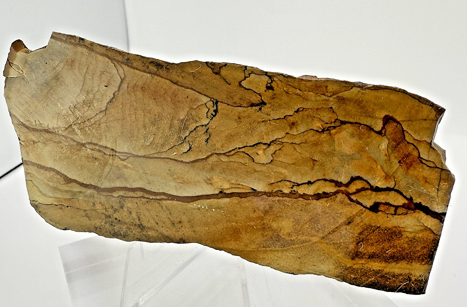 2) Rare Polished Ohwlee Picture Jasper Slab 5.25″ Display Specimen 2.8 oz