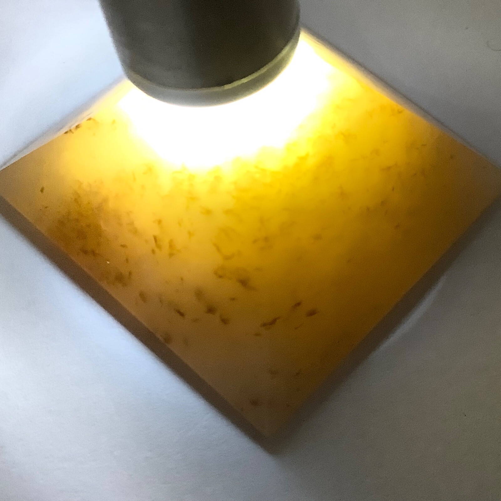 Siberian Jade Pyramid Carving Honey Brown Nephrite Jade Vitim River Siberia