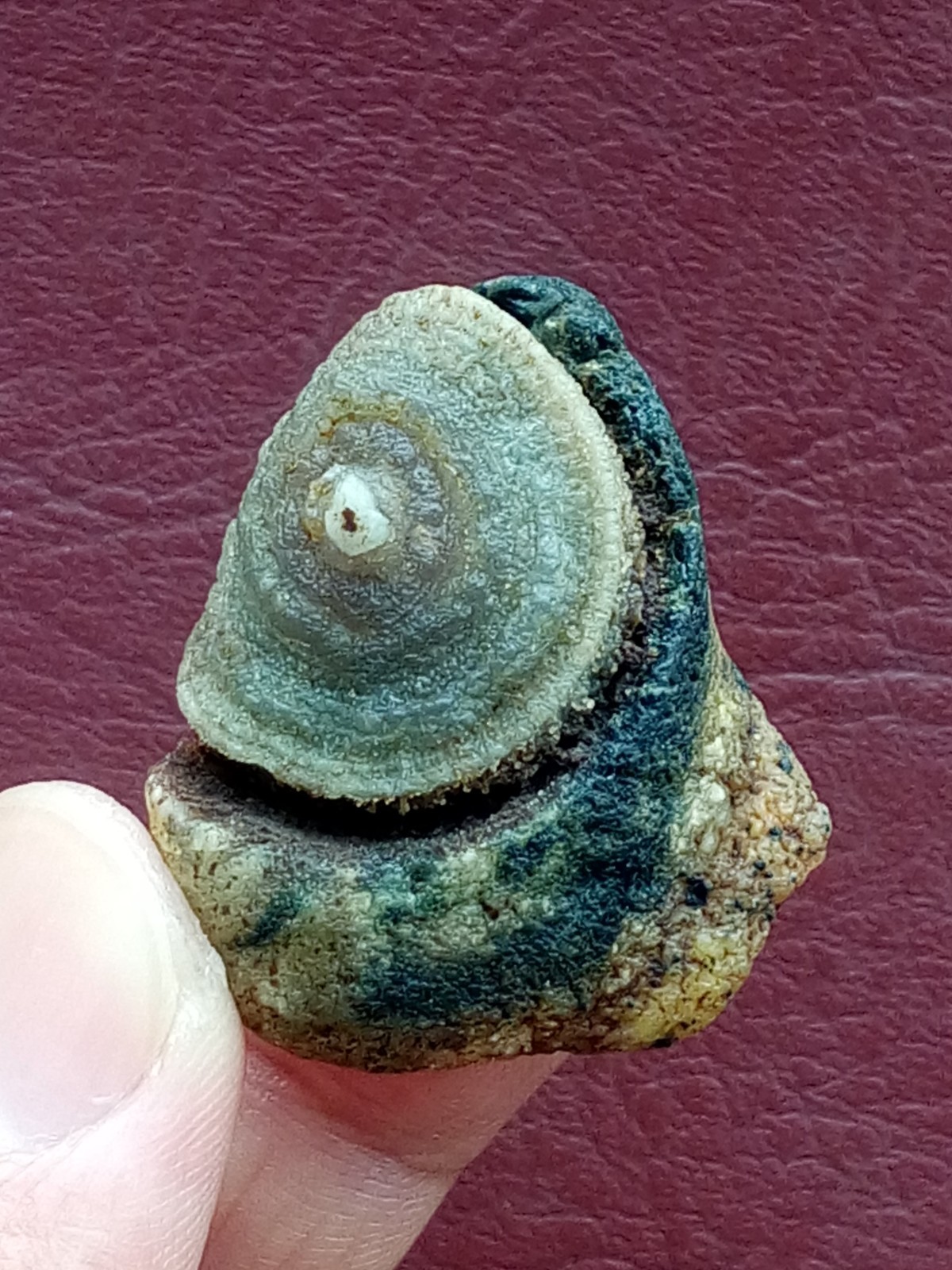 36mm Natural Gobi agate eye agate stone cute collection