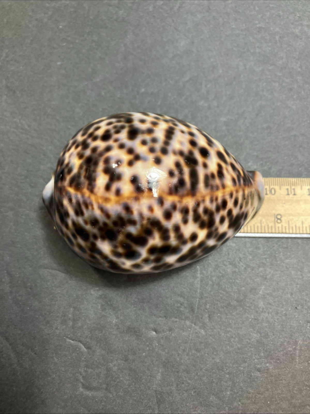 Tiger Cowrie-Cypraea Tigris Shell 3.75” – 9.5 Cm Long Nice Size And Color
