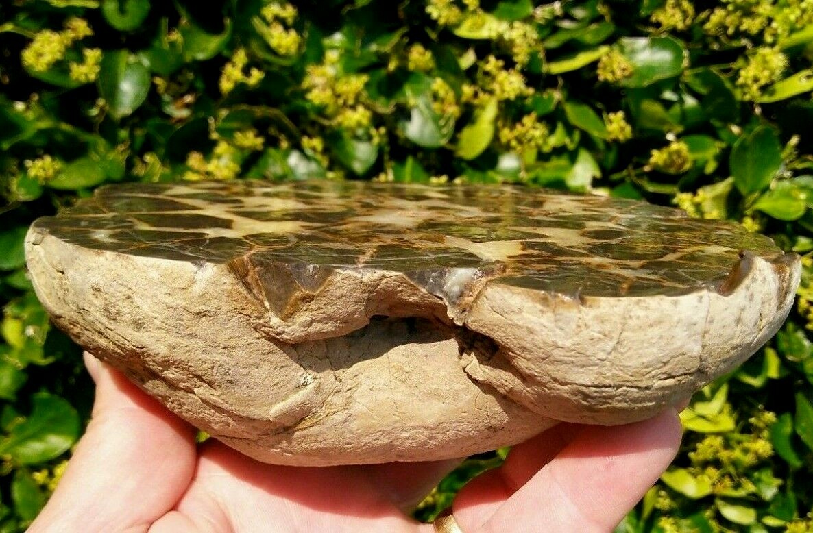 FACE CUT SEPTARIAN NODULE YELLOW CALCITE BRECCIA WHITE CRYSTAL UTAH 3LBS 9.1OZ!