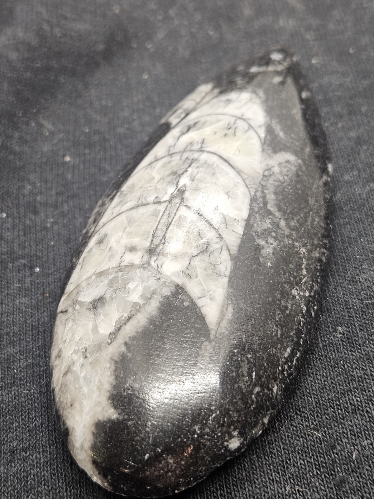 Polished Orthoceras Fossil Palm Stone – Morocco – Devonian Era Cephalopod