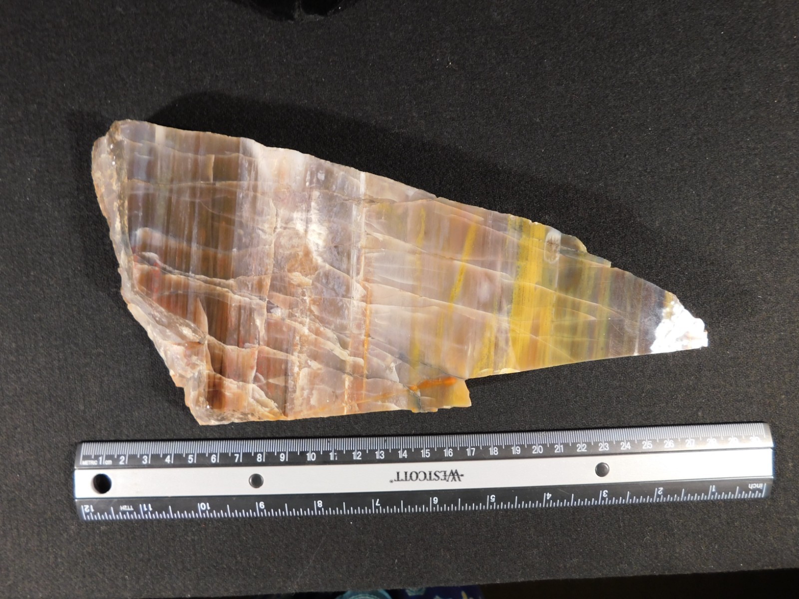 Larger 210 Million Year Old! Polished Petrified WOOD Fossil Slab Arizona 925gr