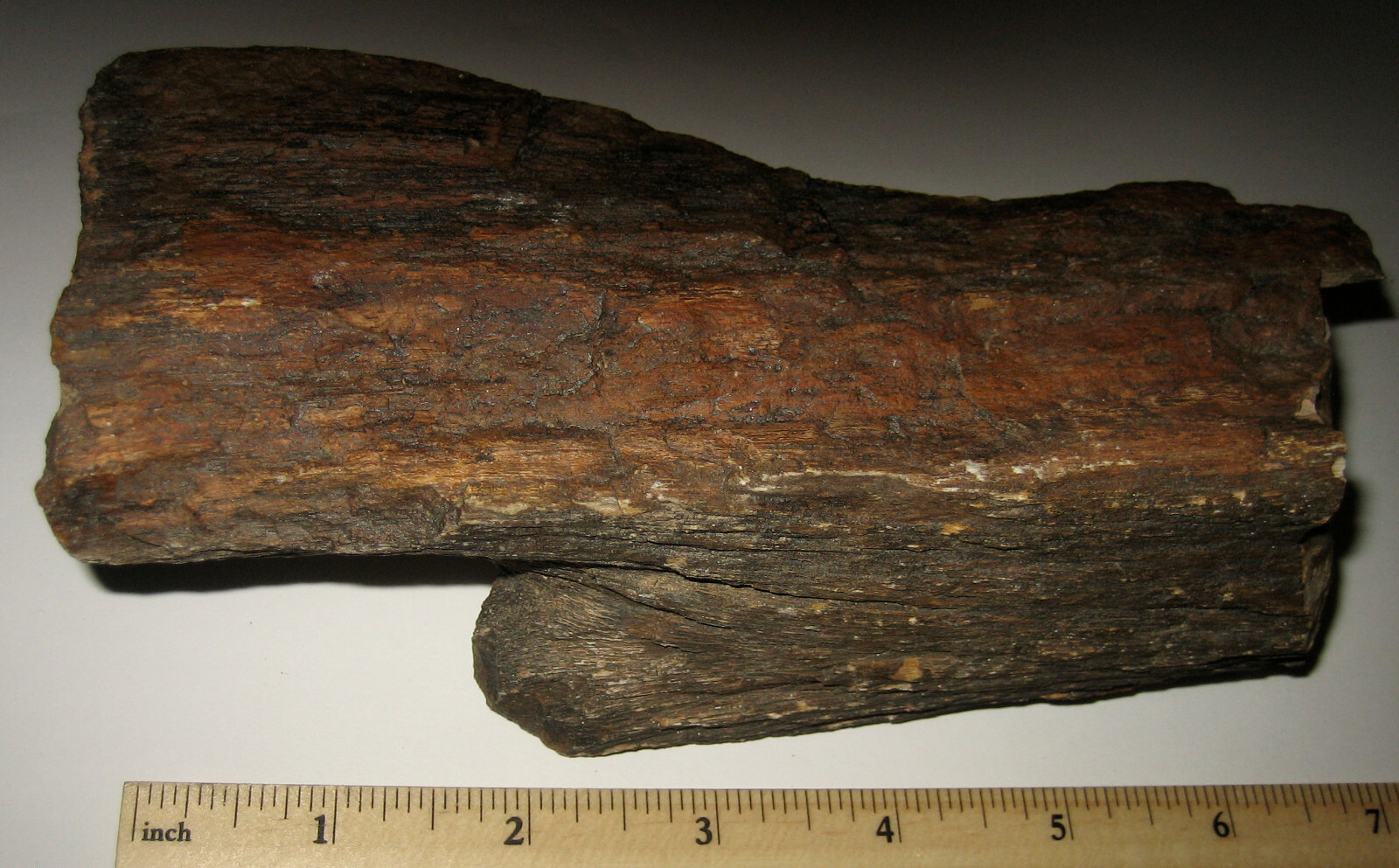6.5″ NATURAL ROUGH COLORADO RIVER PETRIFIED IRON WOOD FOSSIL STONE 852grams *19