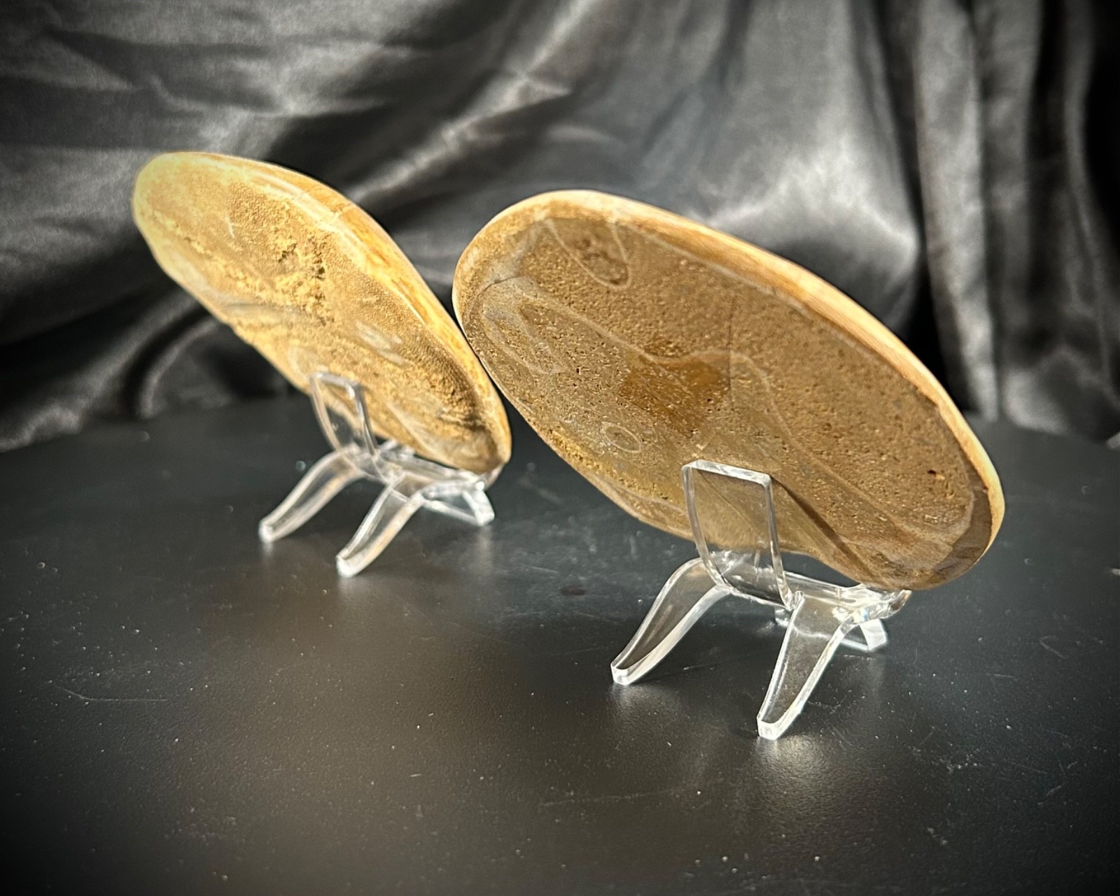 2 Fossil Echinoid Sand Dollars With Acrylic Stands (292 Grams)