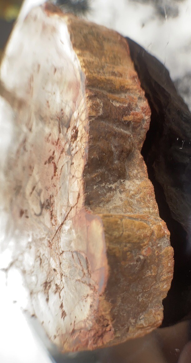 Petrified Wood Slab 308 Gram/both Sides Polished,Bark Ring On/Beautiful Specimen