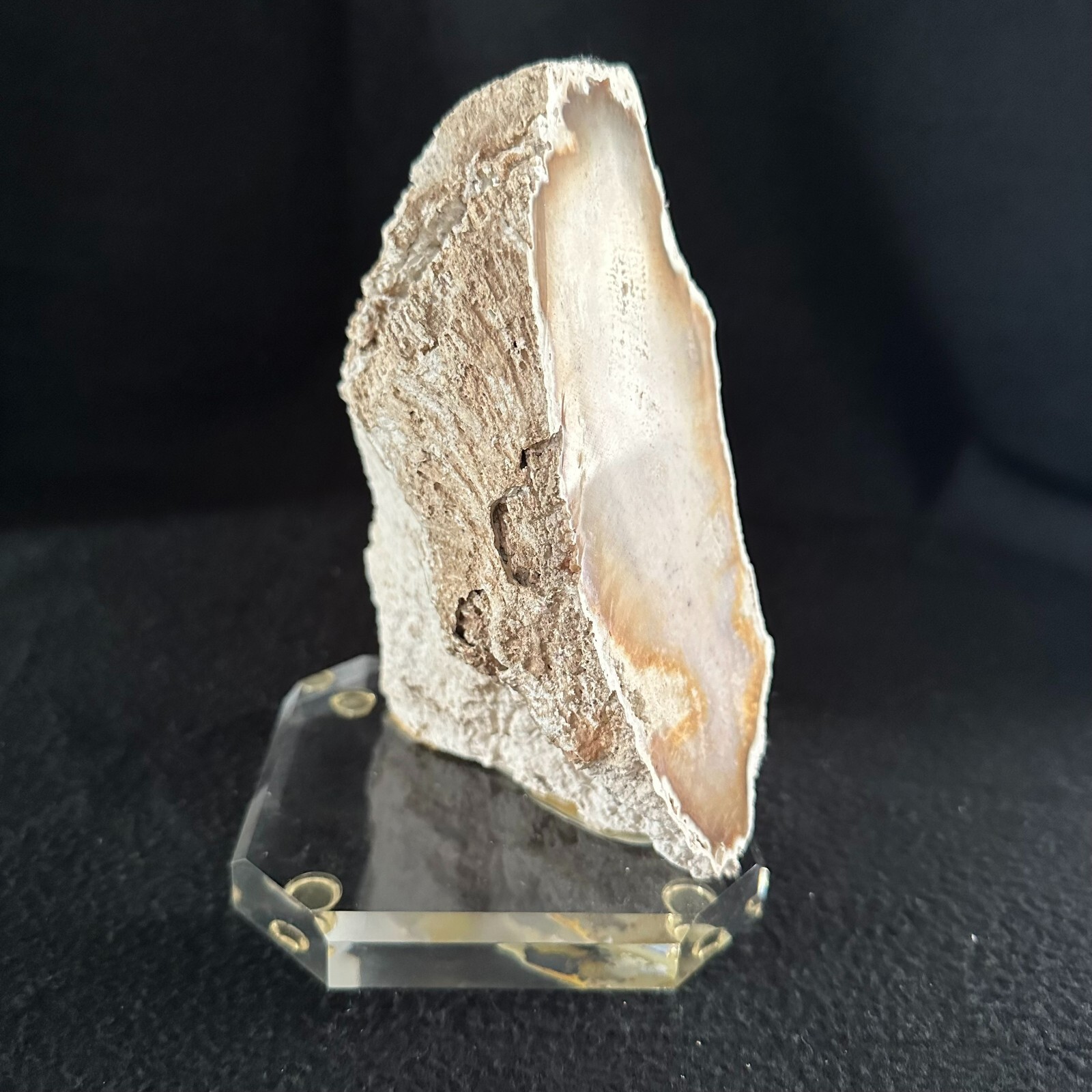 Agatized Fossilized Coral 7 inch Florida Fossil Polished on Lucite Base