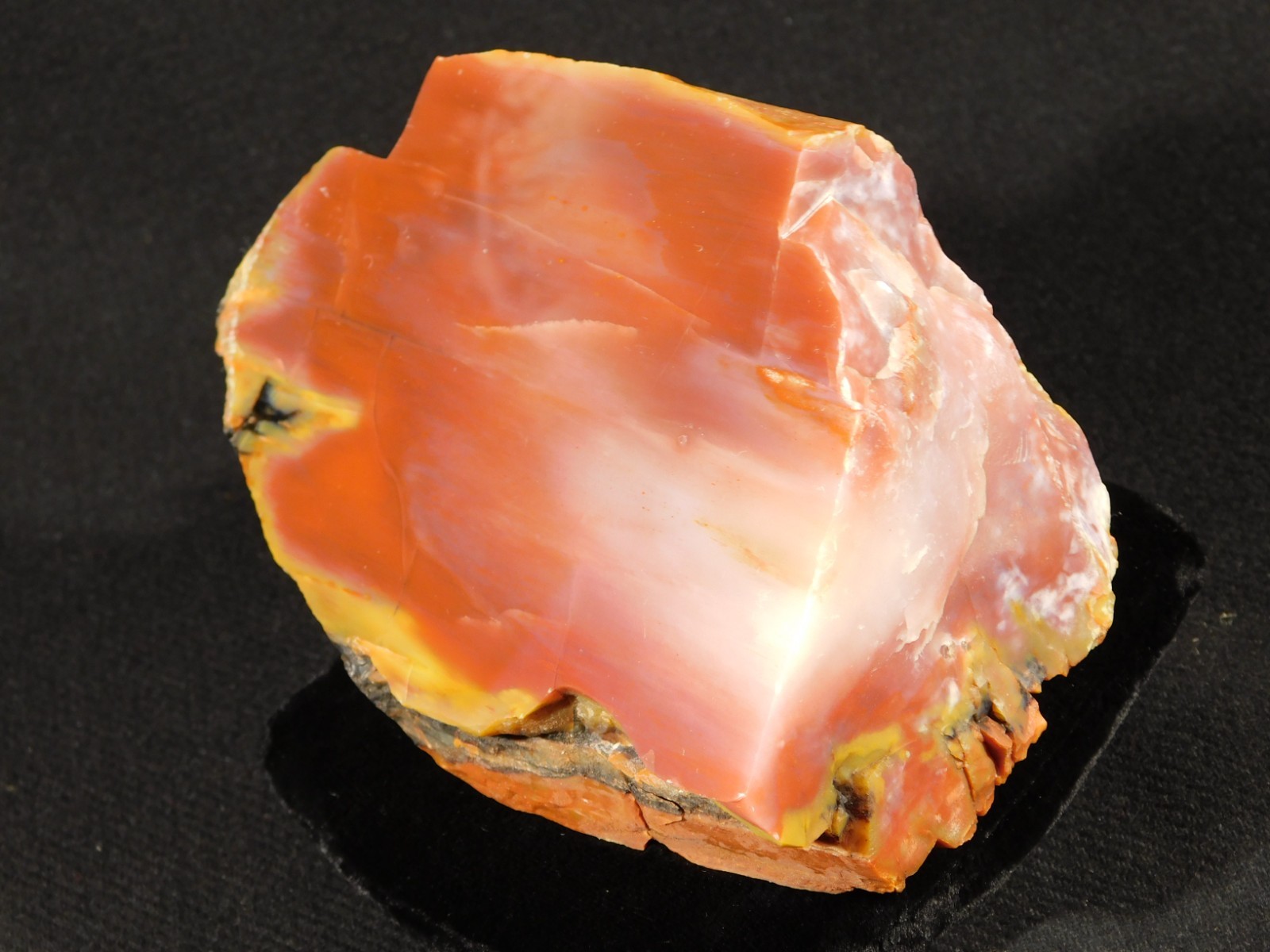 Larger! Red Purple Yellow Polished Petrified RAINBOW WOOD Fossil Arizona 959gr